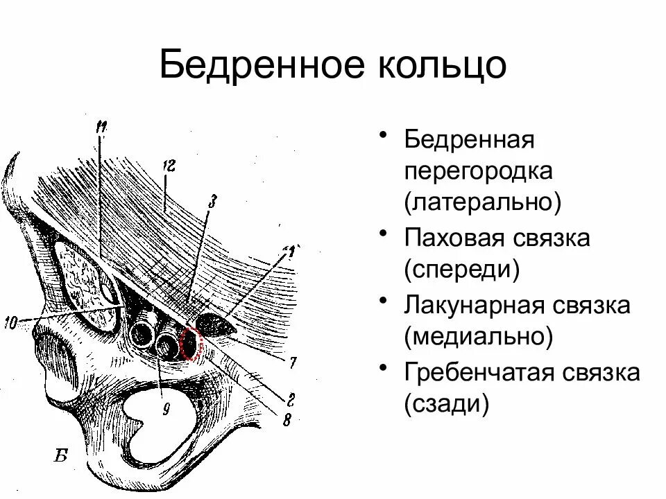 Латеральная паховая связка. Бедренное кольцо топографическая анатомия. Бедренный канал топографическая анатомия схема. Глубокое кольцо бедренного канала латерально ограничено. Жимбернатова связка.