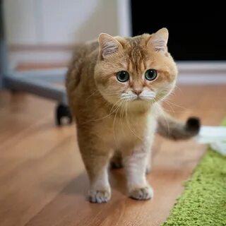 Коты домашние маленькие