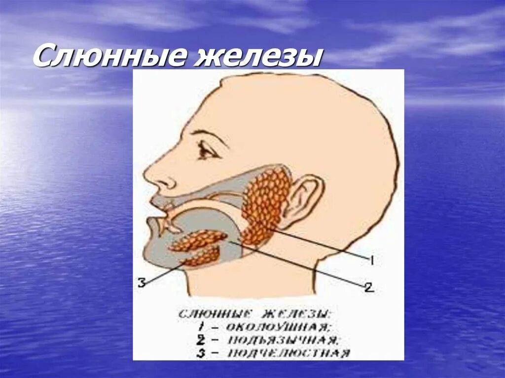 Железы выделяющие слюну. Мукозные слюнные железы. Расположение больших слюнных желез. Название слюнных желез человека.