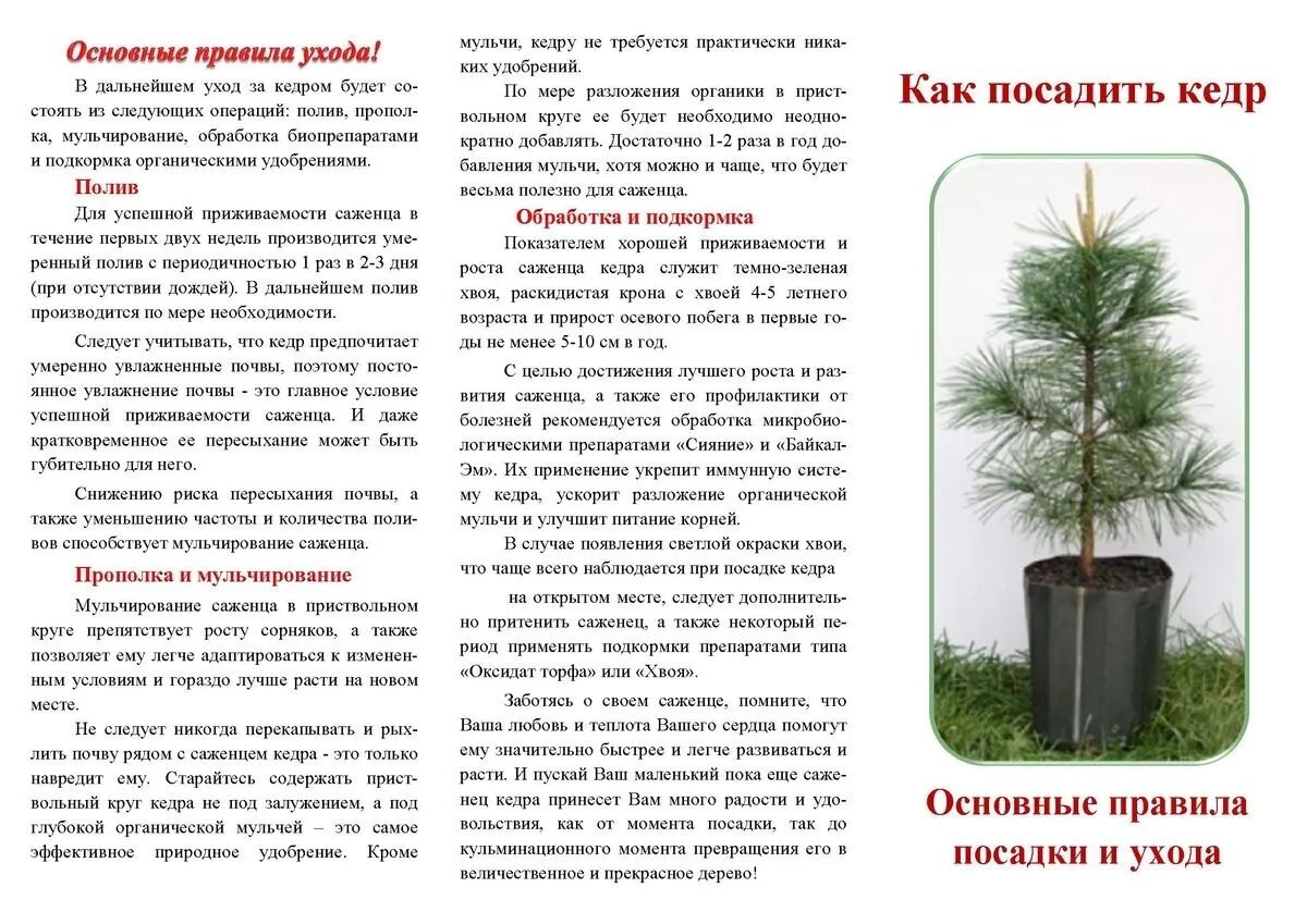 Условия пересадки деревьев
