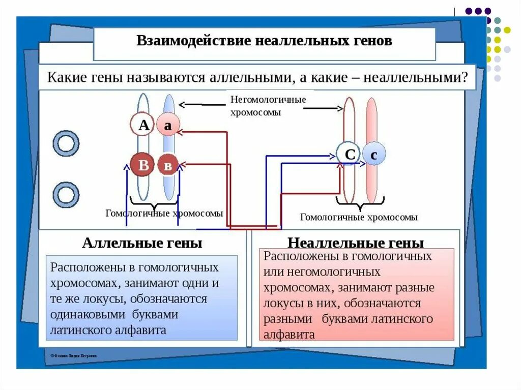 Сколько аллельных генов. Неаллельные гены. Аллельные и неаллельные гены. Аллельные гены и неаллельные гены. Алешьные не аллельные гены это.