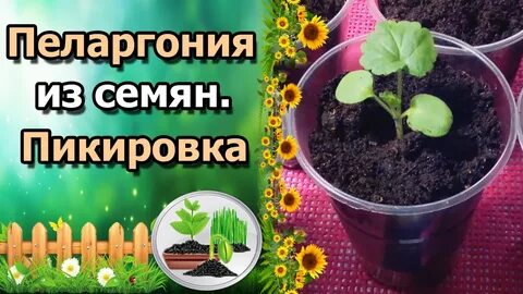 Когда пикировать герань