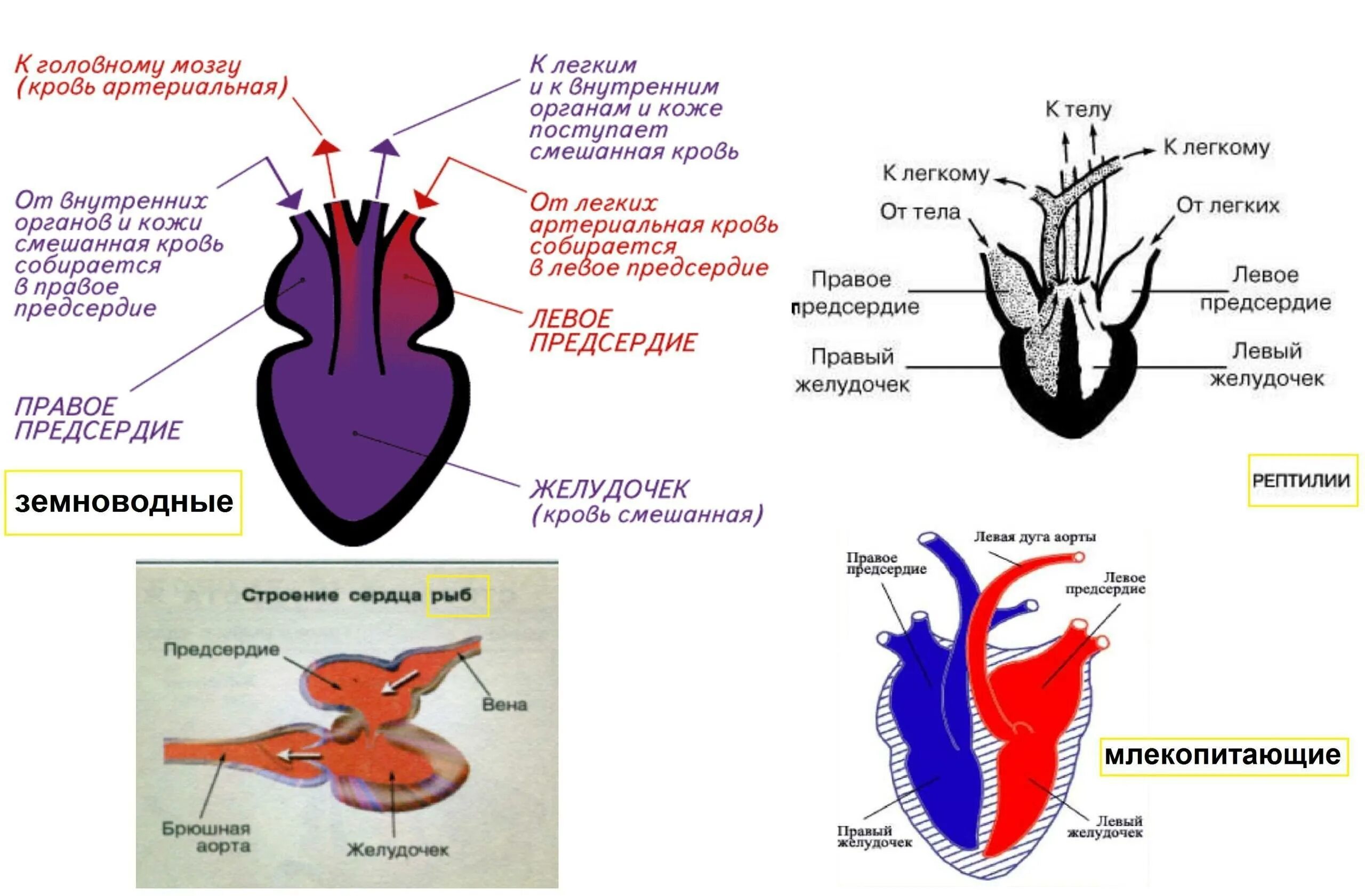 Строение кровеносной системы амфибий схема. Схема строения кровеносной системы земноводных. Схема строения кровеносной системы позвоночных. Схема строения сердца амфибий. Какая кровь течет от легких у рептилий