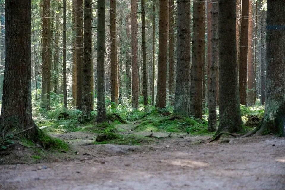 Станция озёрки тальменский район. Тальменский бор. Лес расположенный. В лесу расположенному. Краснокамская лес.