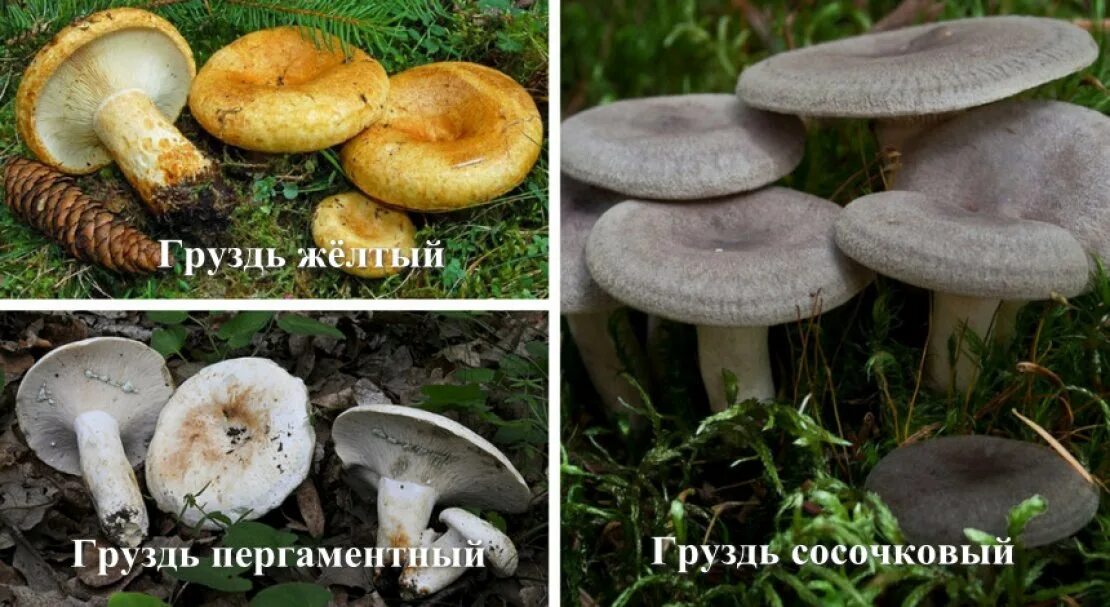 Белый груздь описание как отличить фото ложный. Грузди ложные как отличить. скрипица и груздь отличия. ложные грузди описание. скрипица и белый груздь отличия.