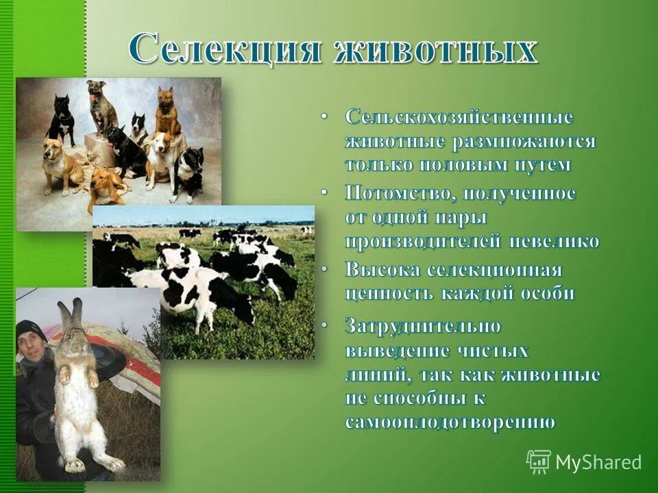 половая селекция. особенности селекции животных. особенности метода селекции животных. современные методы селекции животных. селекция понятие в биологии.