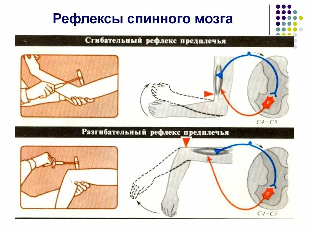 Рефлексы цена. Спинальные сгибательные рефлексы. Разгибательный локтевой рефлекс. Сгибательные рефлексы спинного мозга. Схема дуги сгибательно-локтевой рефлекс,.