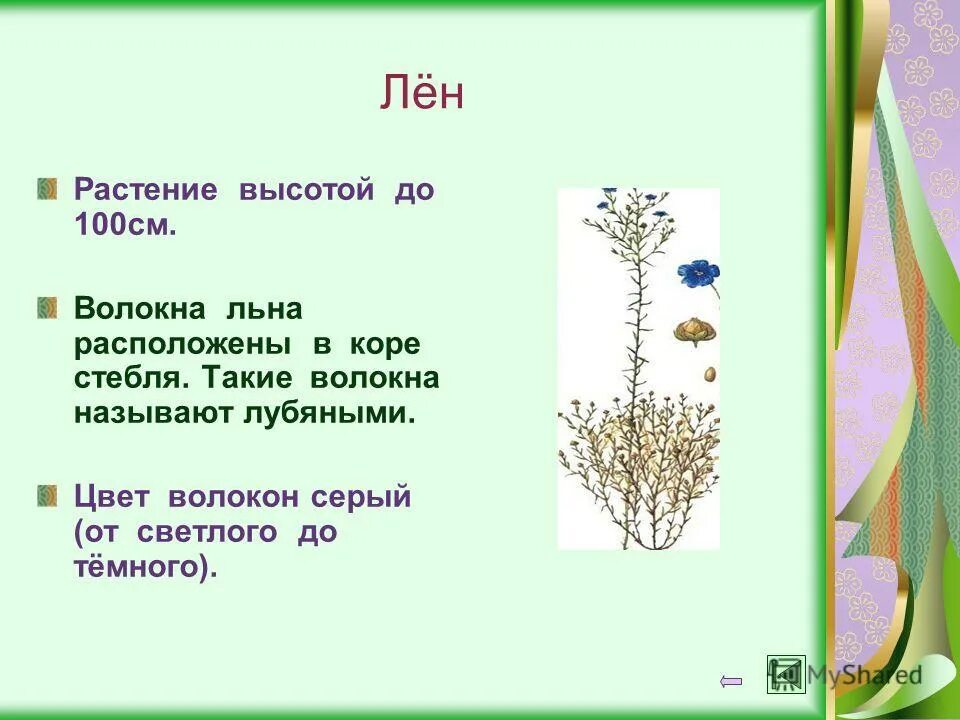 Сообщение про лен. Доклад про лён. лен культурное растение. лён растение описание. сообщение о растении лён.