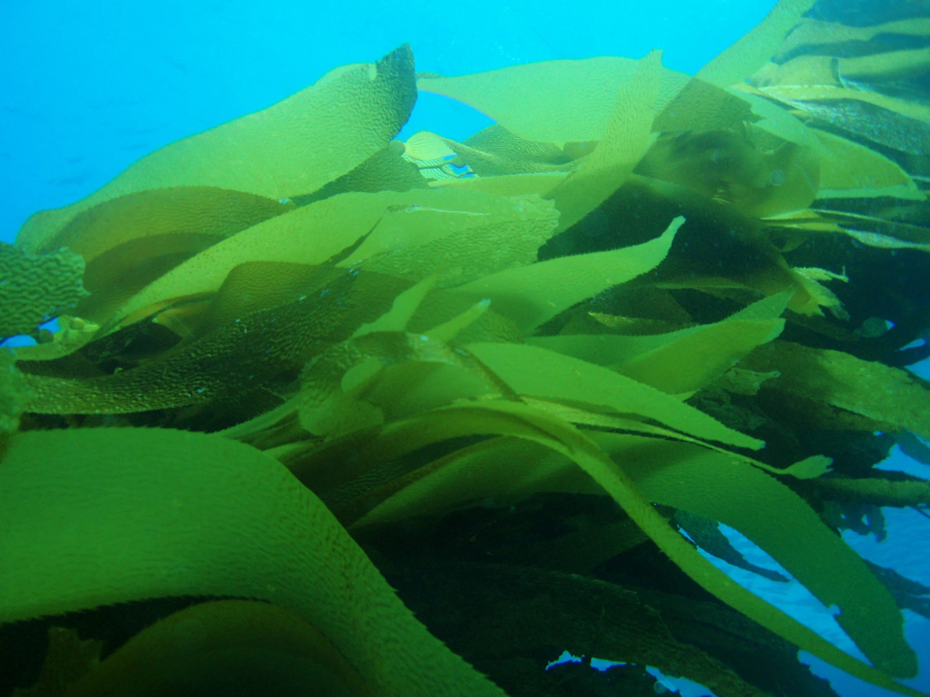 Macrocystis pyrifera. Kelp algae. Макроцистис. Редкие водоросли. Бурые водоросли являются самыми глубоководными водорослями