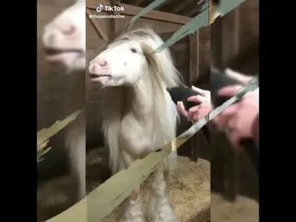 Лошадь в тик токе