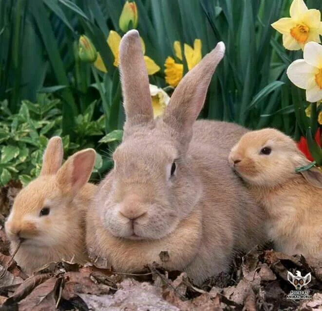 Rabbit live. Rabbit live
