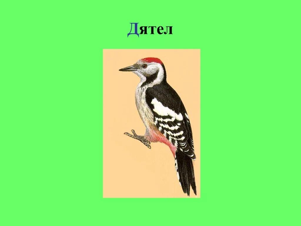 Дятел раскраска. Звук д дятел. Белка дятел оптическая дисграфия. Дятел. Буква д дятел.
