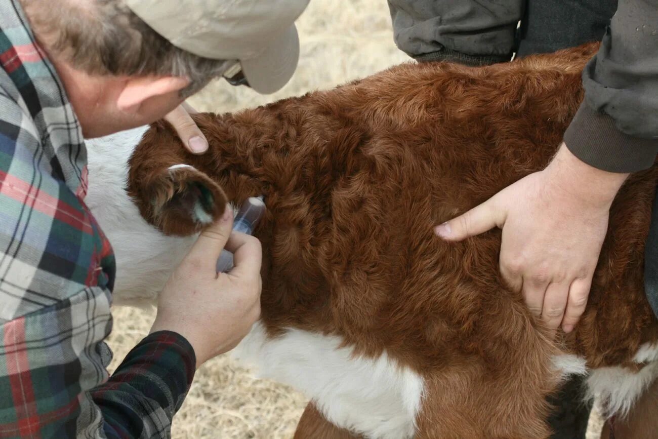 Узелковый дерматит у коров. Нодулярный дерматит крупного рогатого. Узелковый дерматит животных вакцина.