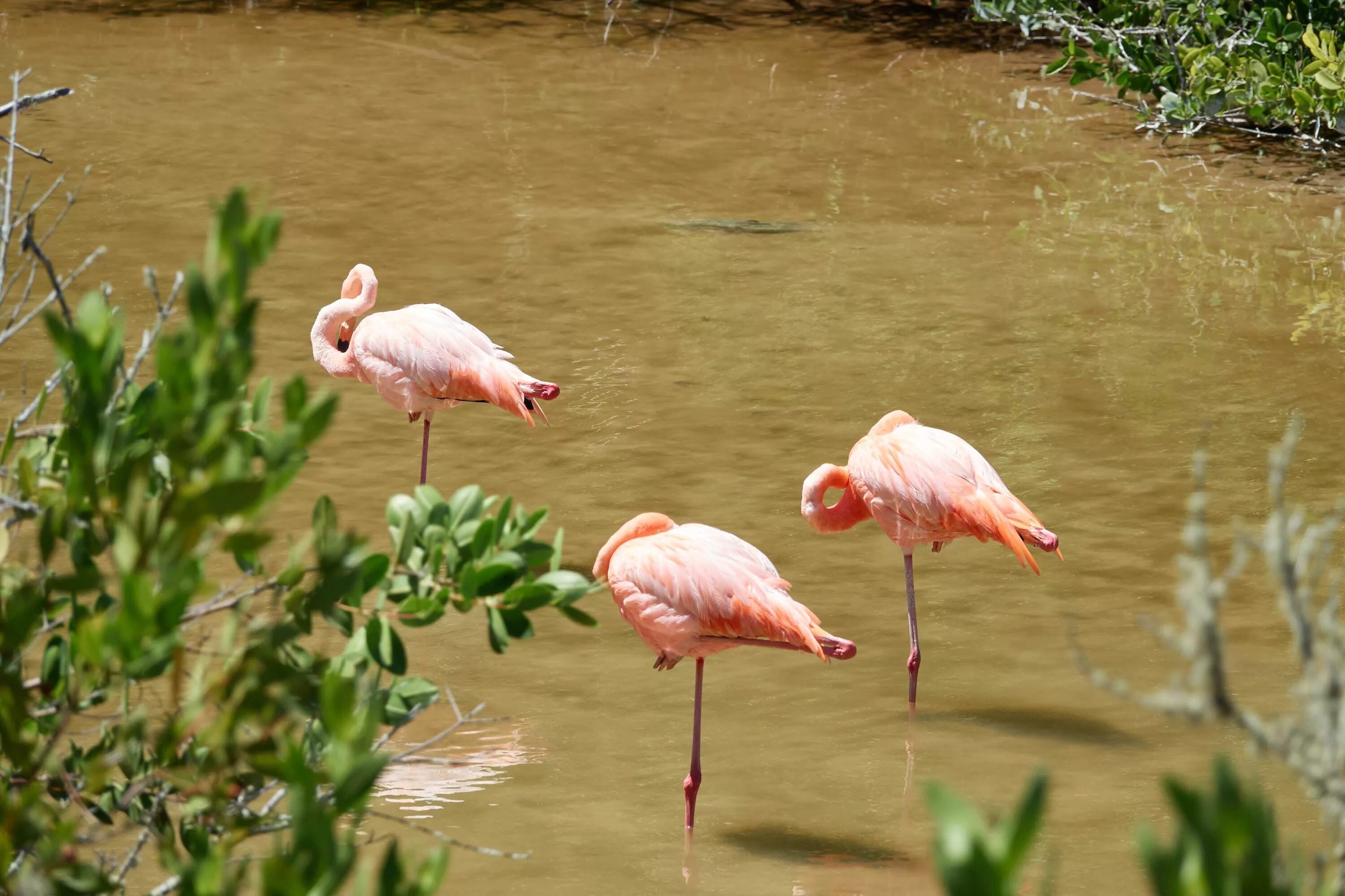 Розовый фламинго абхазия