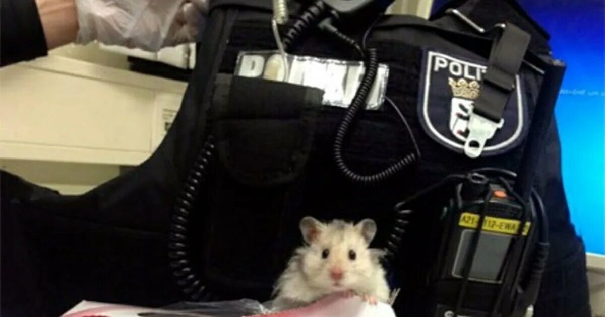 Хомяк играет на трубе. Hamster criminal слушать. Hamster criminal слушать. Wolfoo lucy. Hamster criminal слушать.