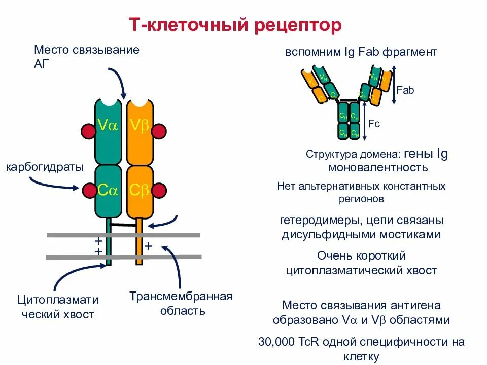 Схема строения TCR рецептора. TCR Рецептор схема. TCR Рецептор строение. Структура т клеточного рецептора.