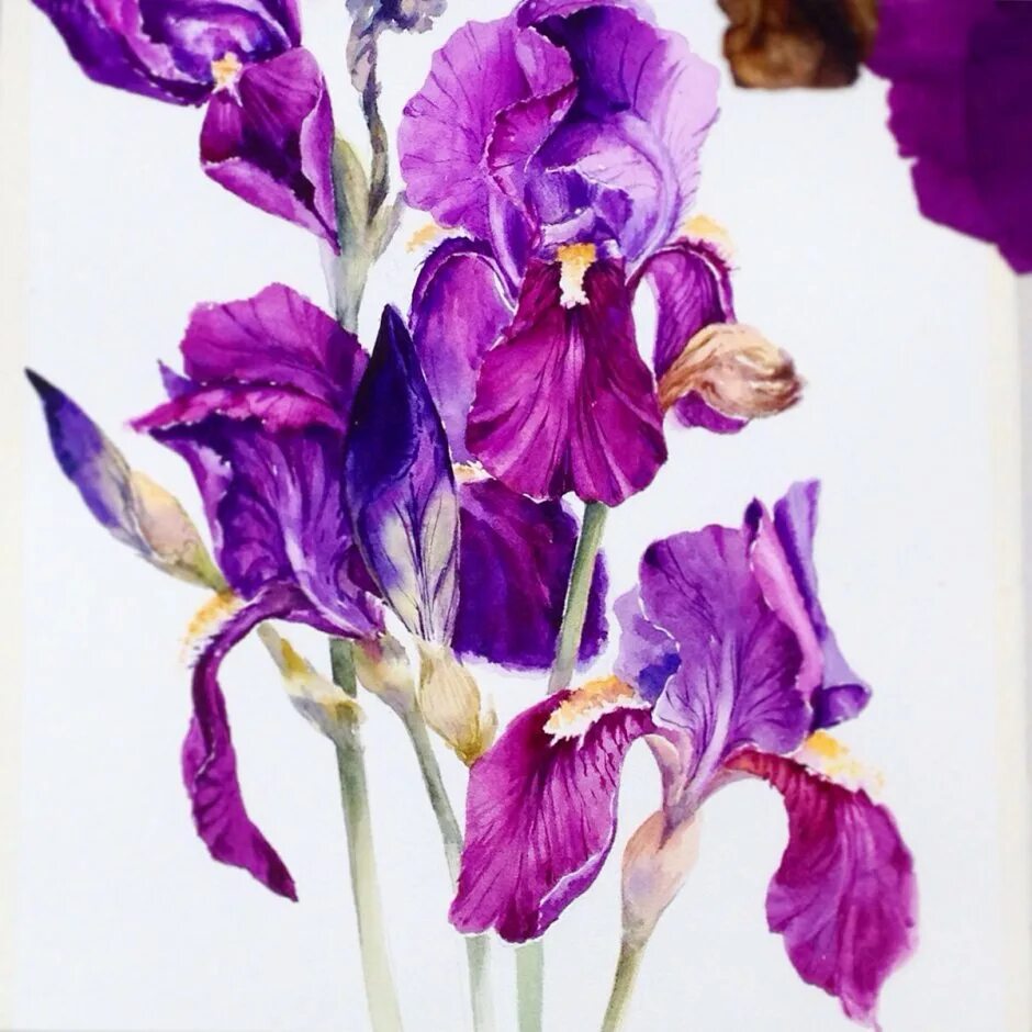 Iris x graphics