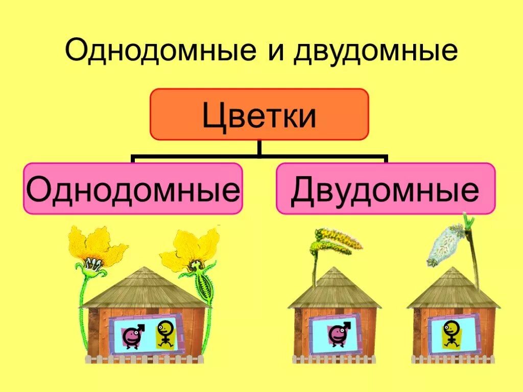 Чем отличаются однодомные и двудомные цветки. Однодомные и двудомные растения. растения однодомные и двудомные биология 6 класс. однодомные и двудомные растения схема. однодомные и двудомные цветки.