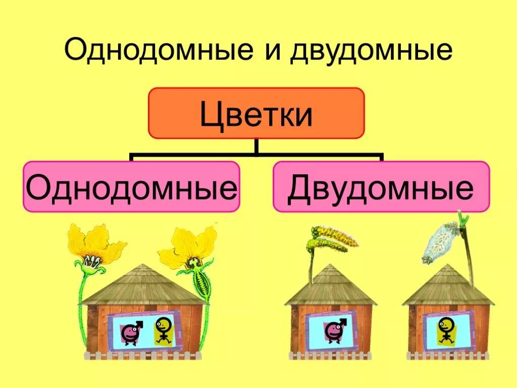 Обоеполые однодомные двудомные. Однодомные и двудомные растения. Растения однодомные и двудомные биология 6 класс. Однодомные и двудомные растения схема. Лилейные однодомные или двудомные.