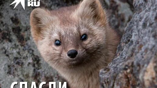 Баргузинский соболиный заповедник. Енисейский соболь. Байкальский баргузинский соболь. Тобольский соболь. Соболь - martes zibellina.