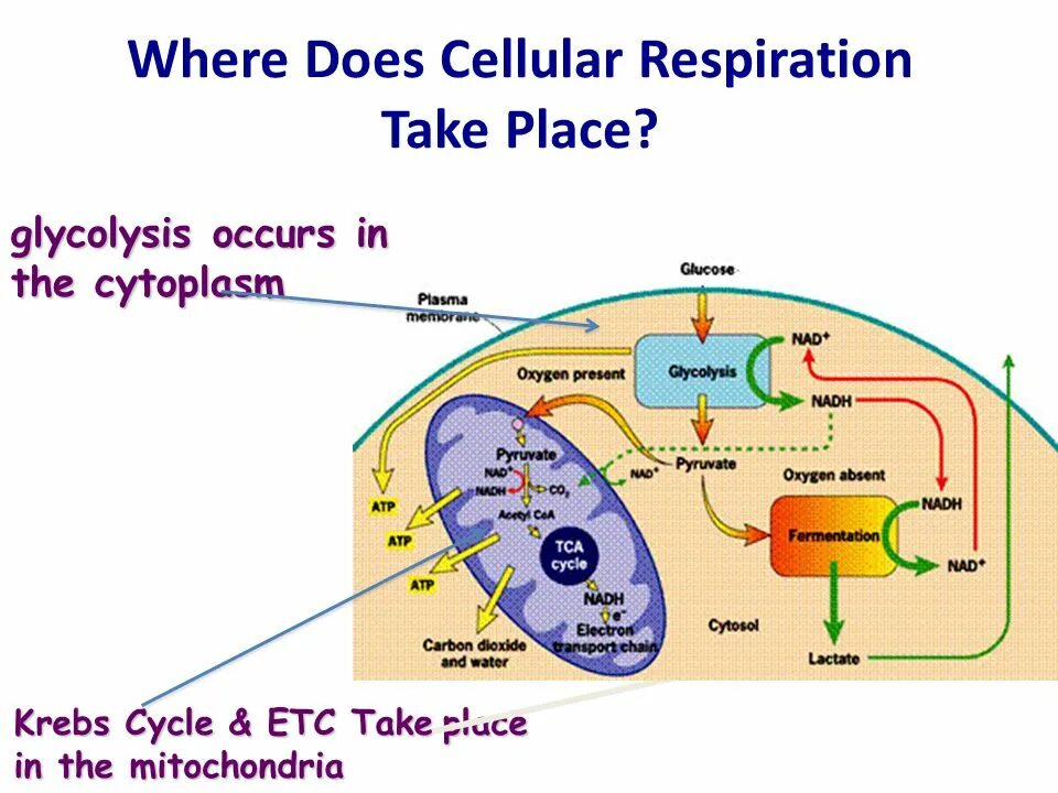 Гликолиз в митохондрии. Цикл Кребса в митохондриях. Клеточное дыхание митохондрии. Дыхание в митохондриях. Can take place in the