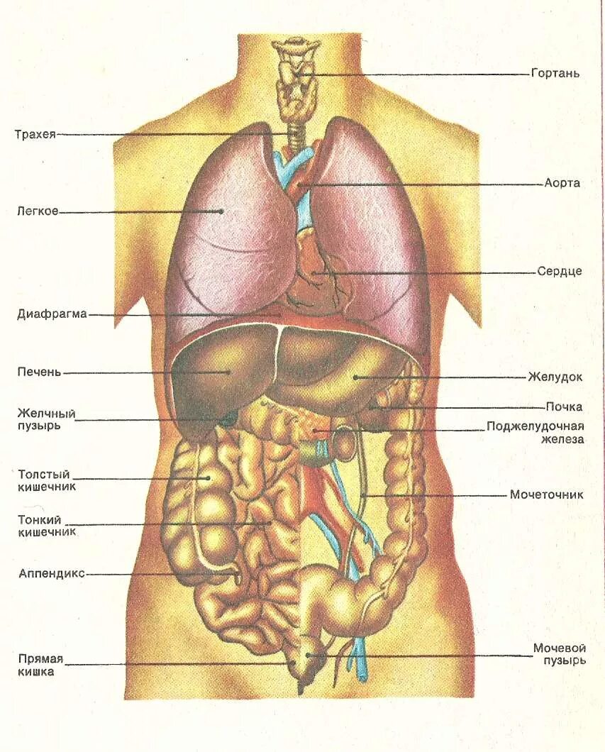 Анатомия внутренних органов брюшной полости женщины. Схема расположения внутренних органов брюшной полости. Схема органов брюшной полости женщины. Схема строения тела человека с внутренними органами. Анатомия человека 1