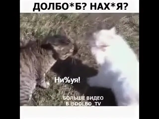 Видео с матами