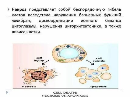 Причины гибели клетки