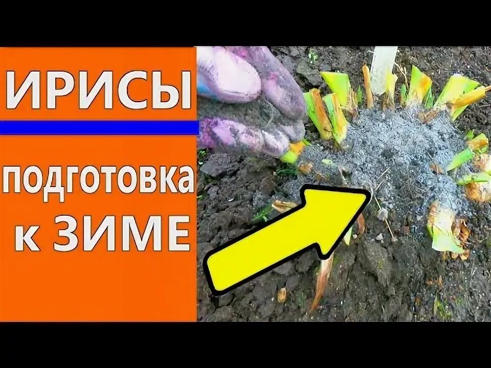 Как обрезать на зиму лилейники правильно осенью