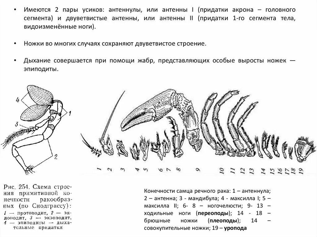 Усики речного рака. Сегменты тела членистоногих. Строение конечностей членистоногих. Членистоногие ходильные конечности. Антенны и антеннулы.