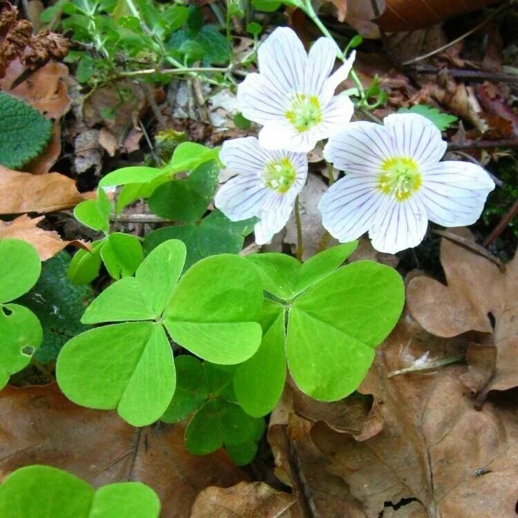 Капуста травянистое растение. Кислица. Кислица обыкновенная. Кислица Oxalis acetosella. Кислица обыкновенная (Оxalis acetosella) -.