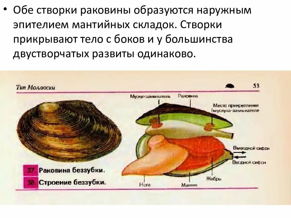Строение двустворчатых моллюсков 7 класс биология. Двустворчатые моллюски перловица. Слои раковины двустворчатого моллюска строение. Форма раковины беззубки 7 класс. Характеристика раковины брюхоногих моллюсков.