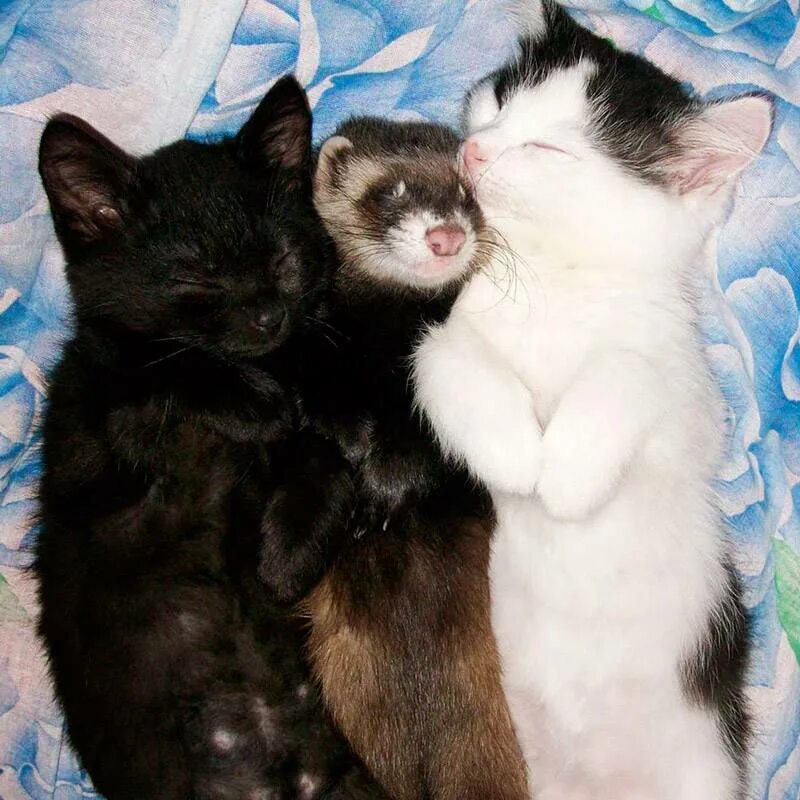 Ласка и кошка. Хорек и кошка. коты и хорьки.