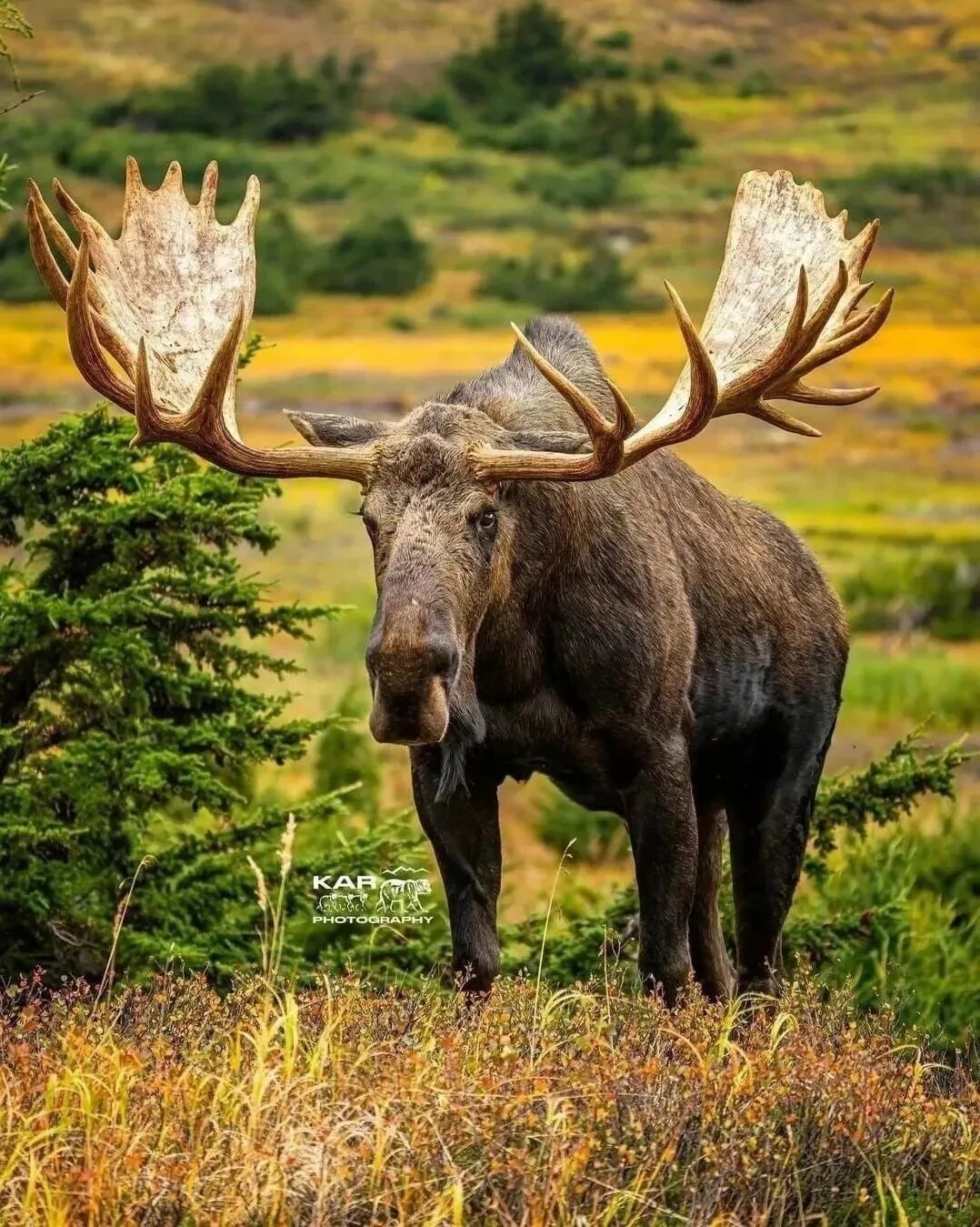 Уссурийский лось. Сахата сохатый. Сохатый это. Сохатый это. Сохатые.