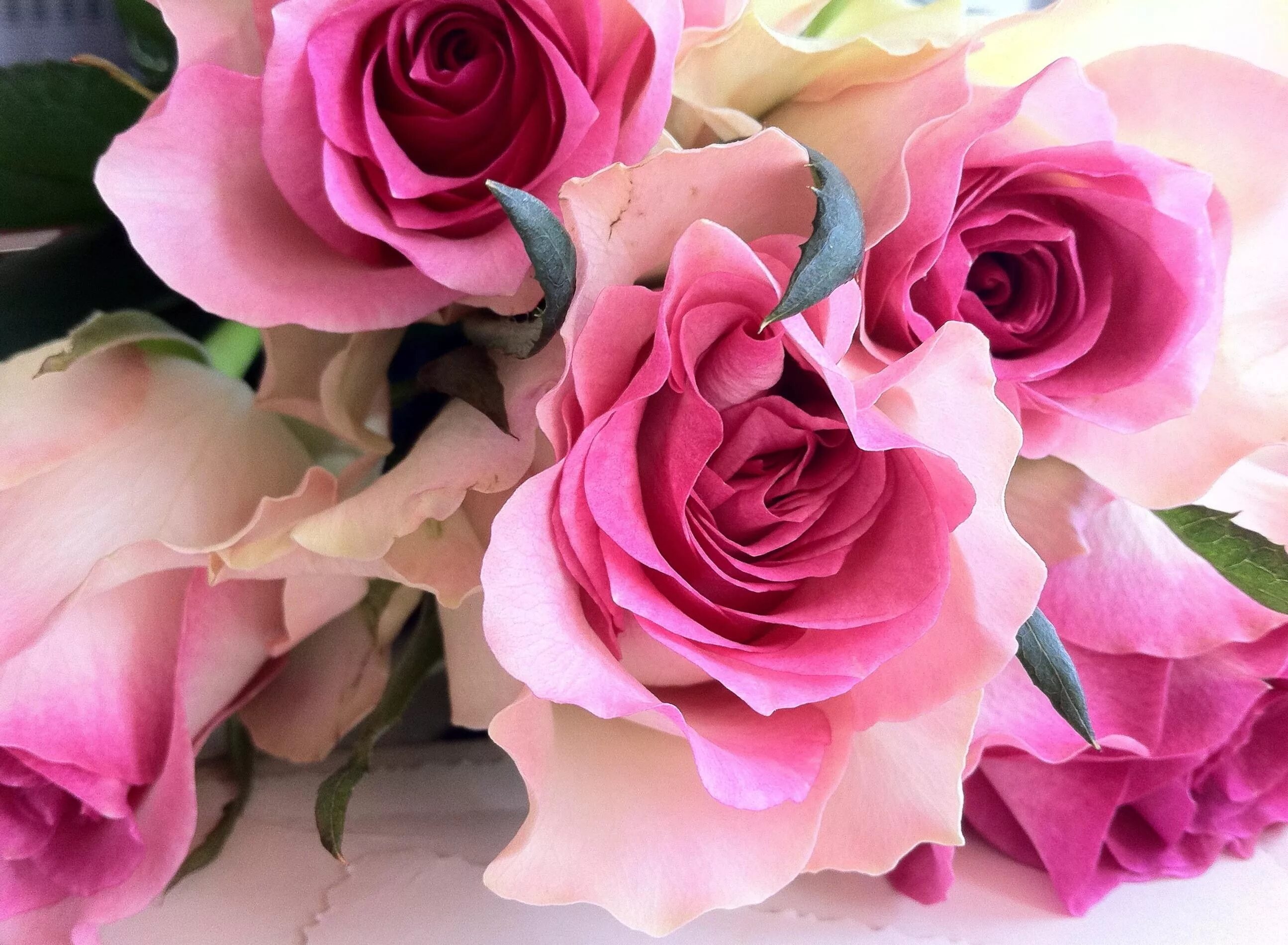 Шикарные цветы. Розовые цветы.