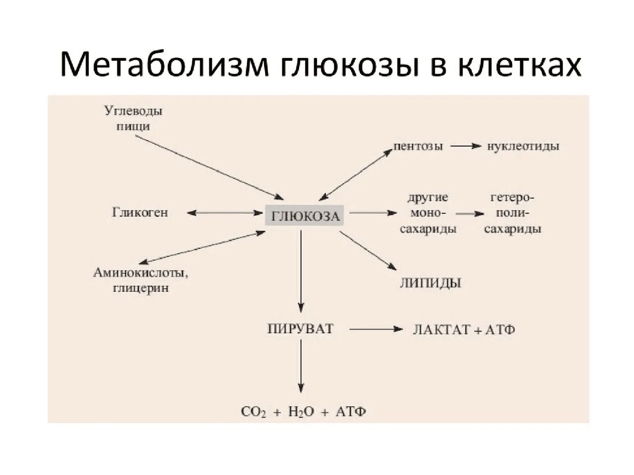 Схема общих путей метаболизма Глюкозы. Схема основных путей метаболизма Глюкозы в организме. Схема энергетического обмена Глюкозы. Общая схема метаболизма Глюкозы в клетках.. Печень организма углеводы