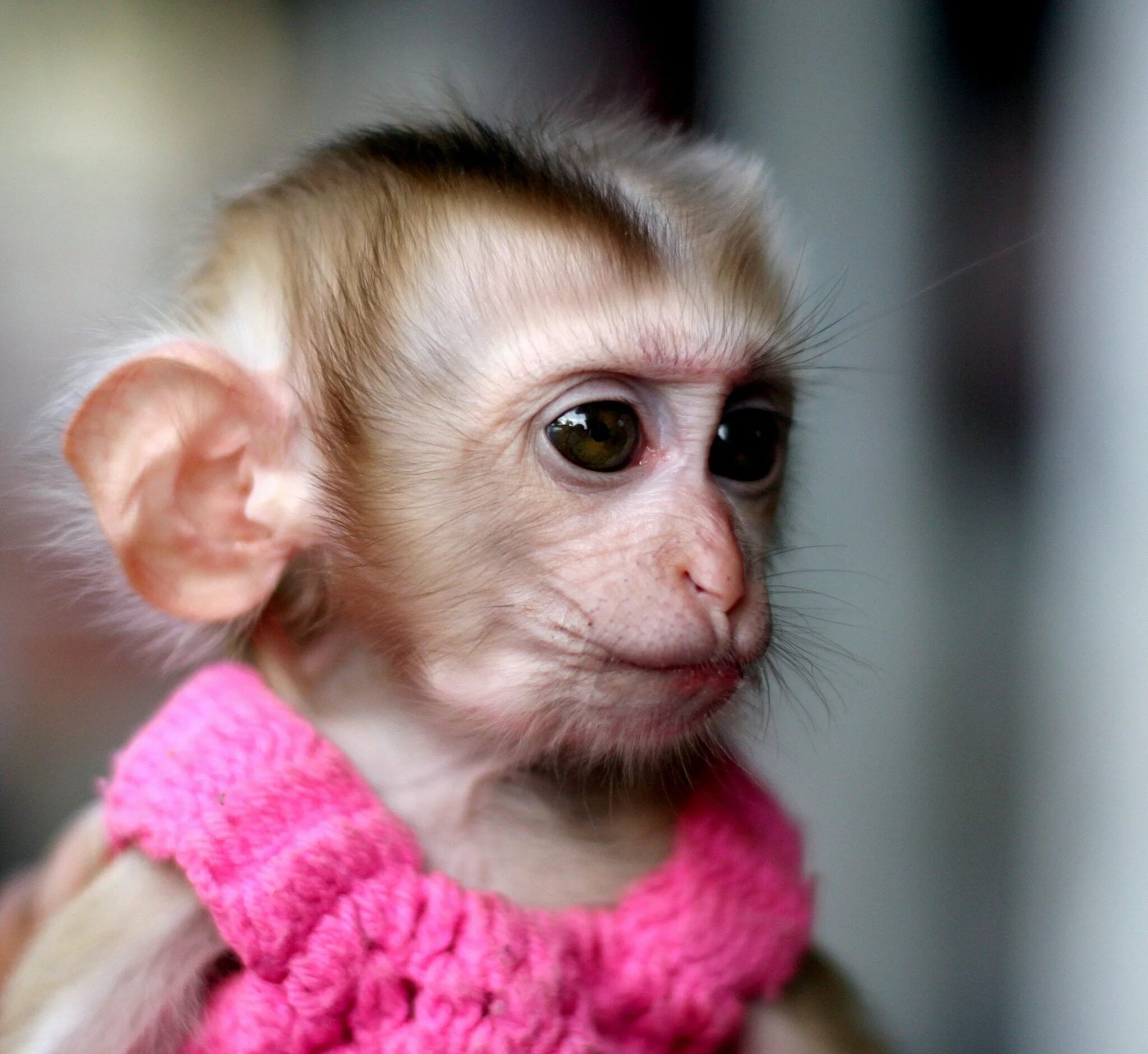 Меймун макаки. Милая обезьянка. Смешные обезьянки. Красивая обезьяна. Фото смешных обезьянок