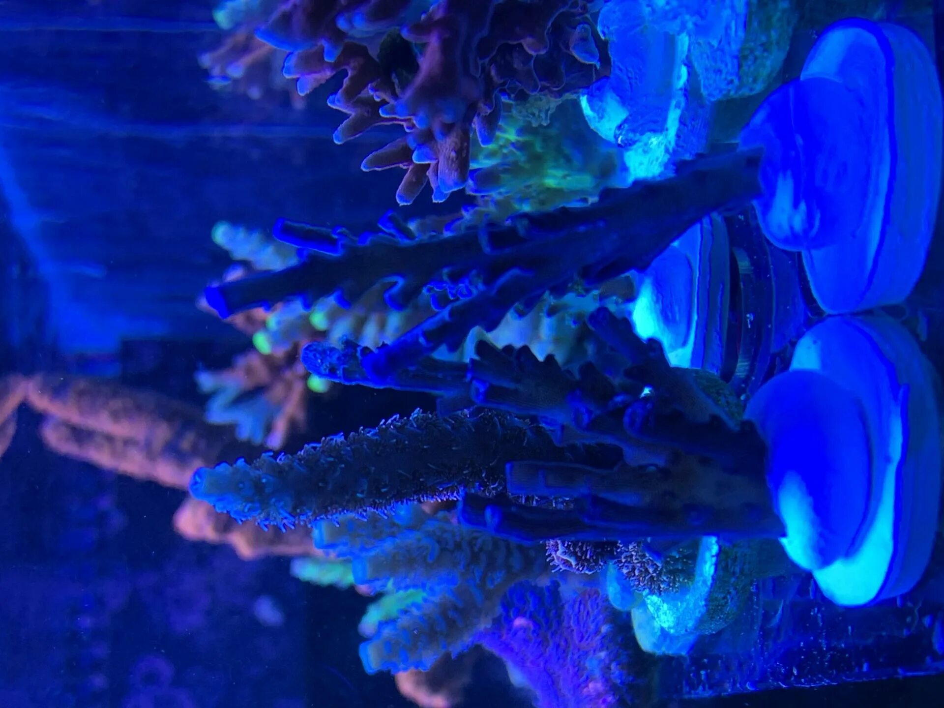 Reefcentral