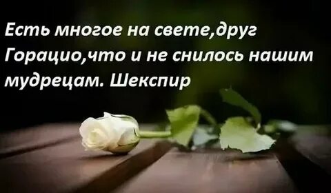 Есть на свете друг гораций