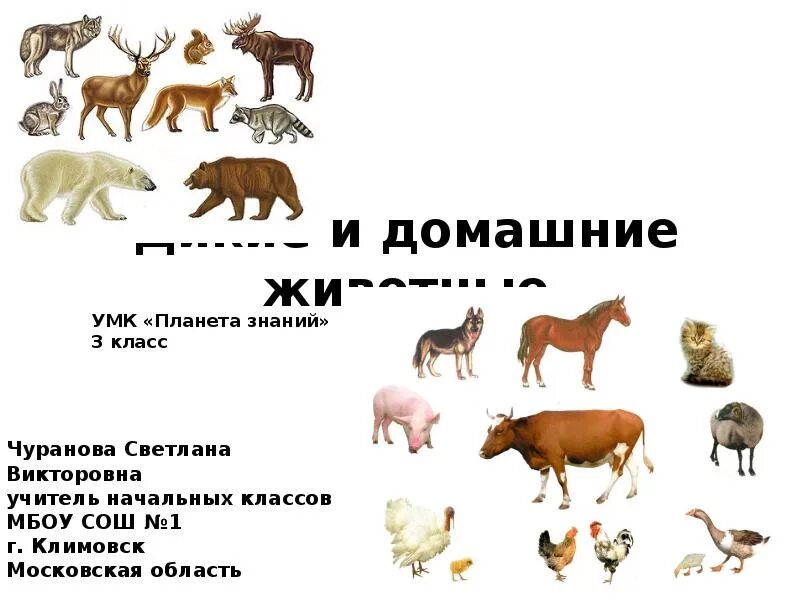 Домашние животные сравнение. Дикие и домашние животные. Различие диких и домашних животных. Отличительные признаки диких и домашних животных. Дикие и домашние животные отличия.