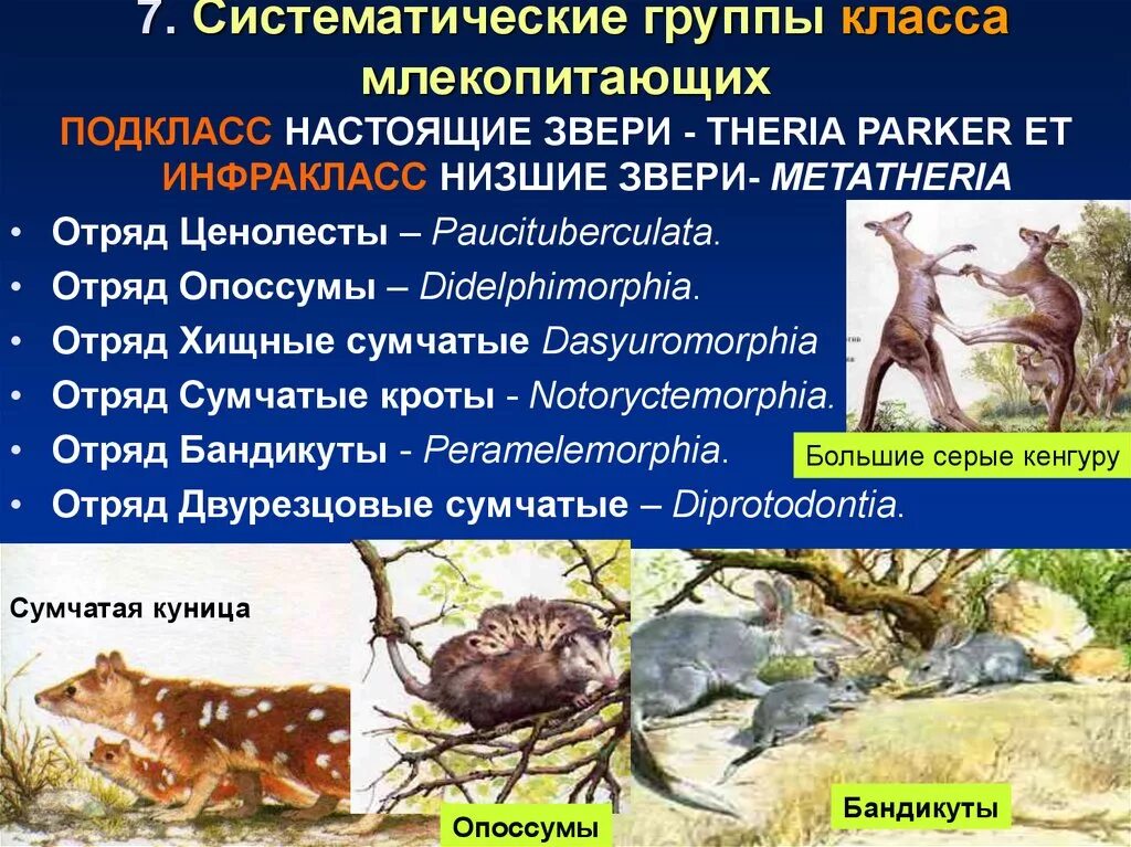 Млекопитающие 8 класс биология кратко. Систематика млекопитающих. Систематические группы млекопитающих. Систематические таксоны млекопитающих. Систематически группы млекопитающих.