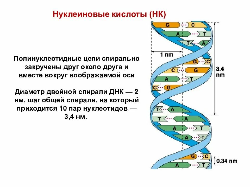 Две спирально закрученные цепи днк. Полинуклеотидная цепь и двойная спираль днк. полинуклеотидных цепочек. спирально закрученная цепь днк. диаметр двойной спирали днк.