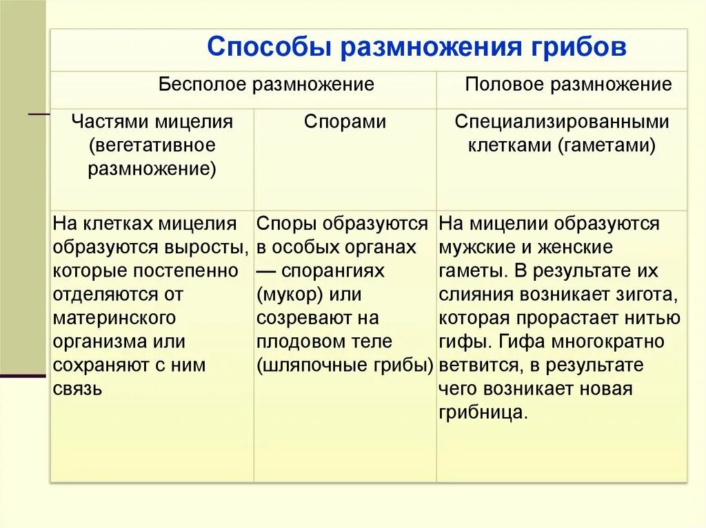 Гриб размножается бесполым. Гриб размножается бесполым