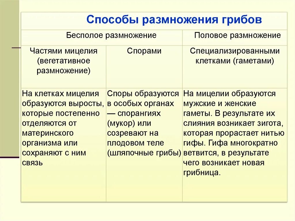 Способы бесполого размножения грибов. Типы полового размножения у грибов. Размножение грибов. Способы размножения грибов. Вегетативное размножение осуществляется путем деления мицелия