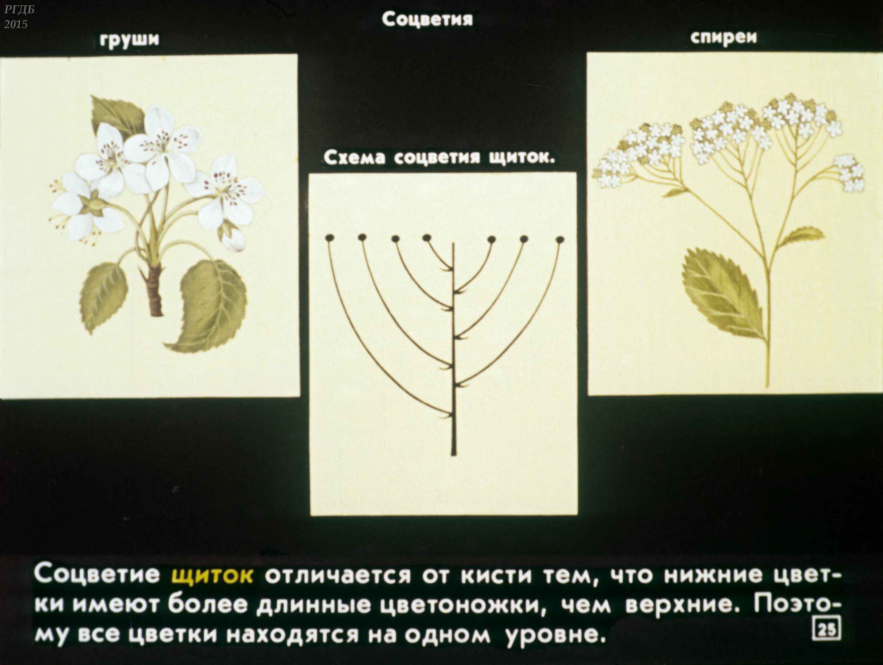 Вишня тип соцветия. Соцветие груши схема. соцветие щиток яблоня. тип соцветия яблони. соцветие щиток груша.