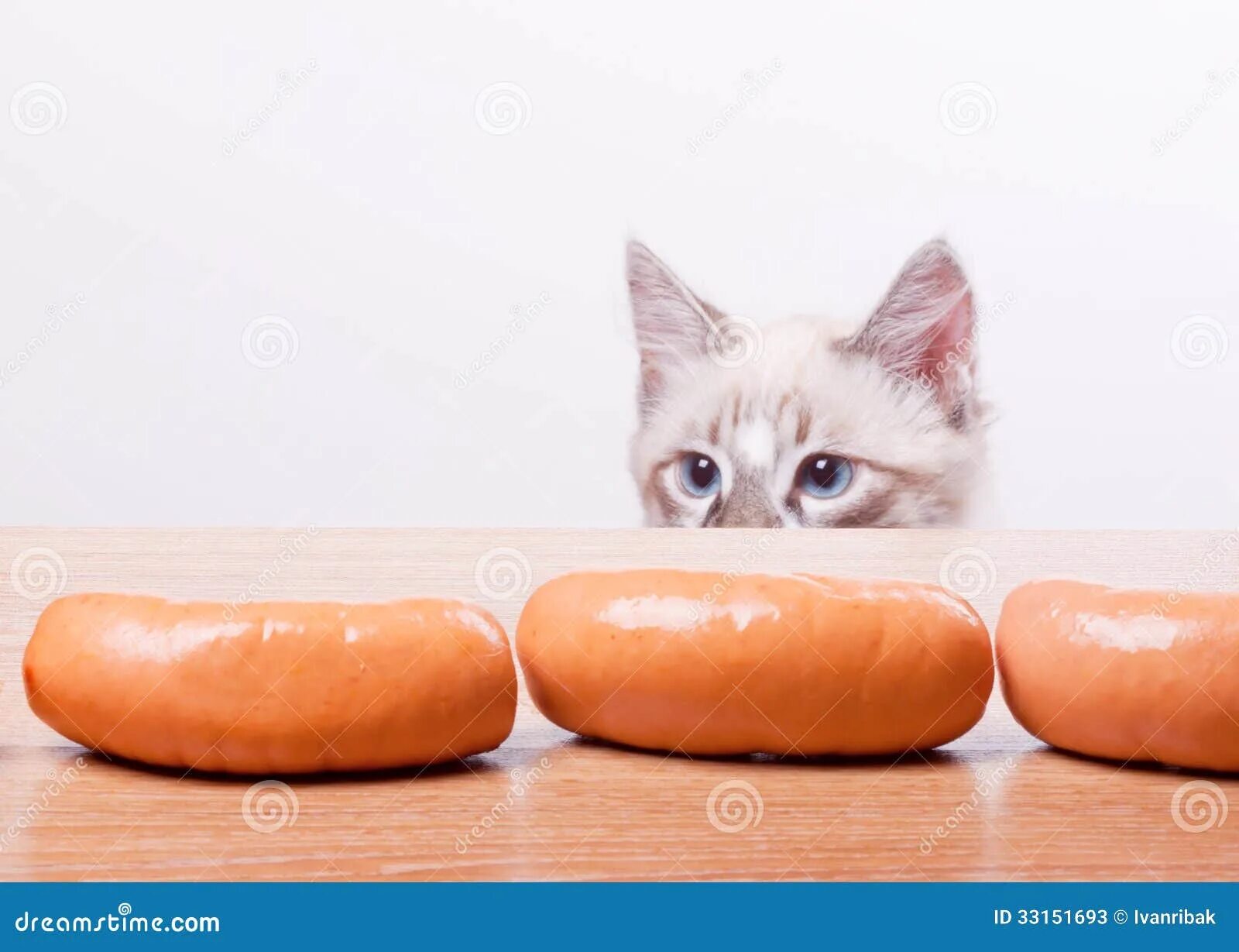 Cat tries