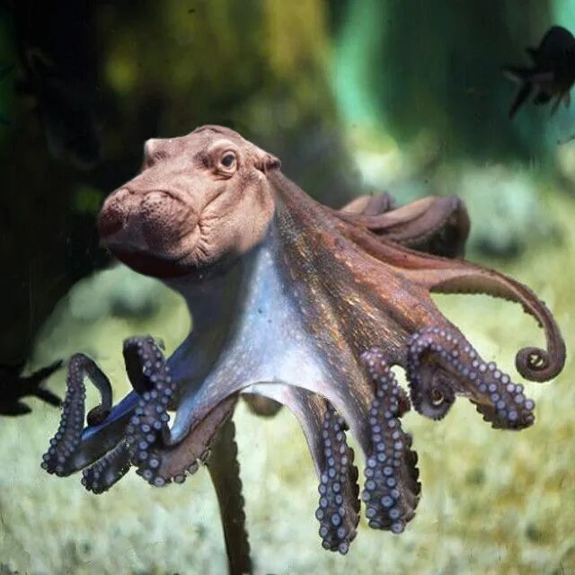 Искусственное скрещивание животных. Гибриды морских животных. странные гибриды. смешанные животные. гибриды животных в природе.
