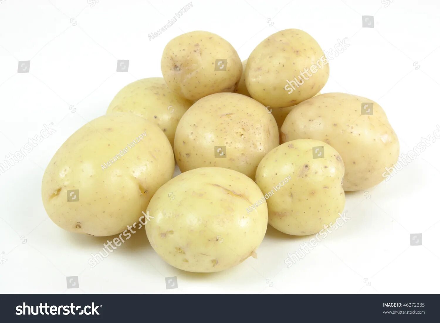 Potato Seed ESTIMA Excellent Choice for Baked, Fried, Boiled 6 Tubers eBay
