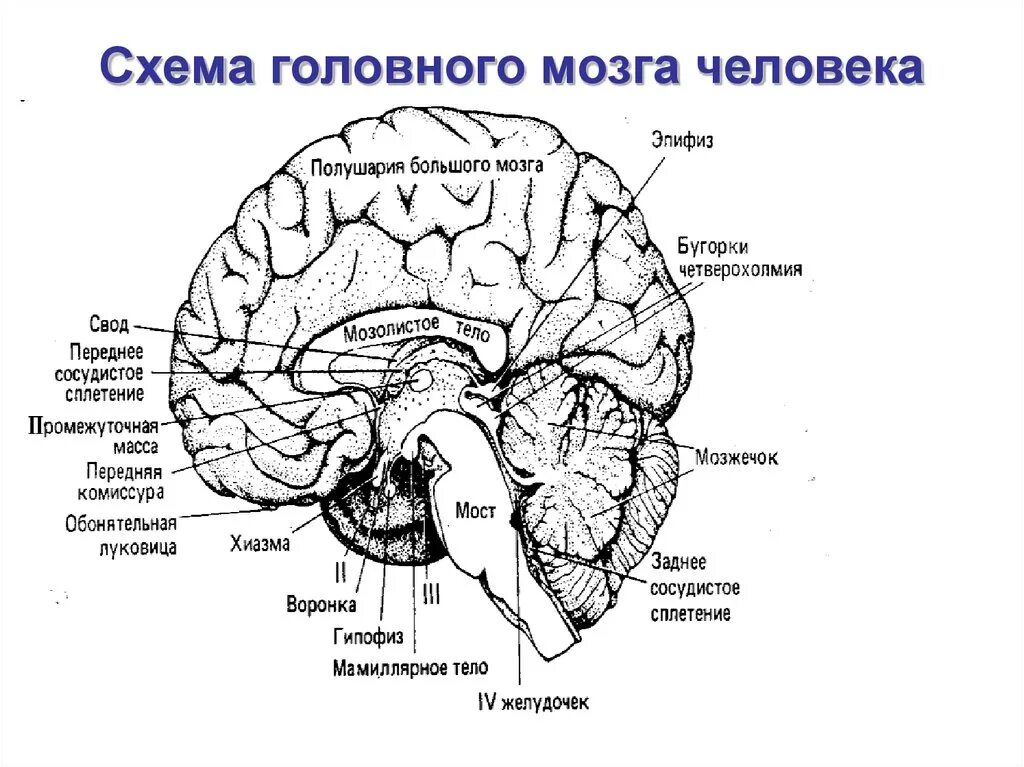 Основные центры мозга. Строение мозга человека доли. Схема строения головного мозга. Строение головного мозга. Основные структуры головного мозга.. Отделы головного мозга схема анатомия.