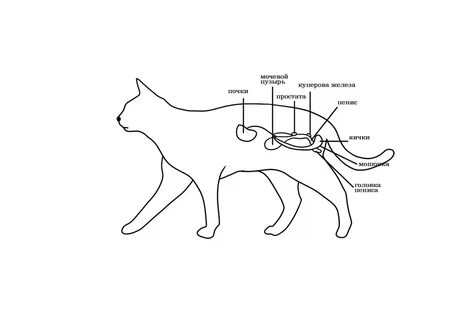 Половая система кота